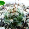 Mammillaria _limonensis _R1620 _01